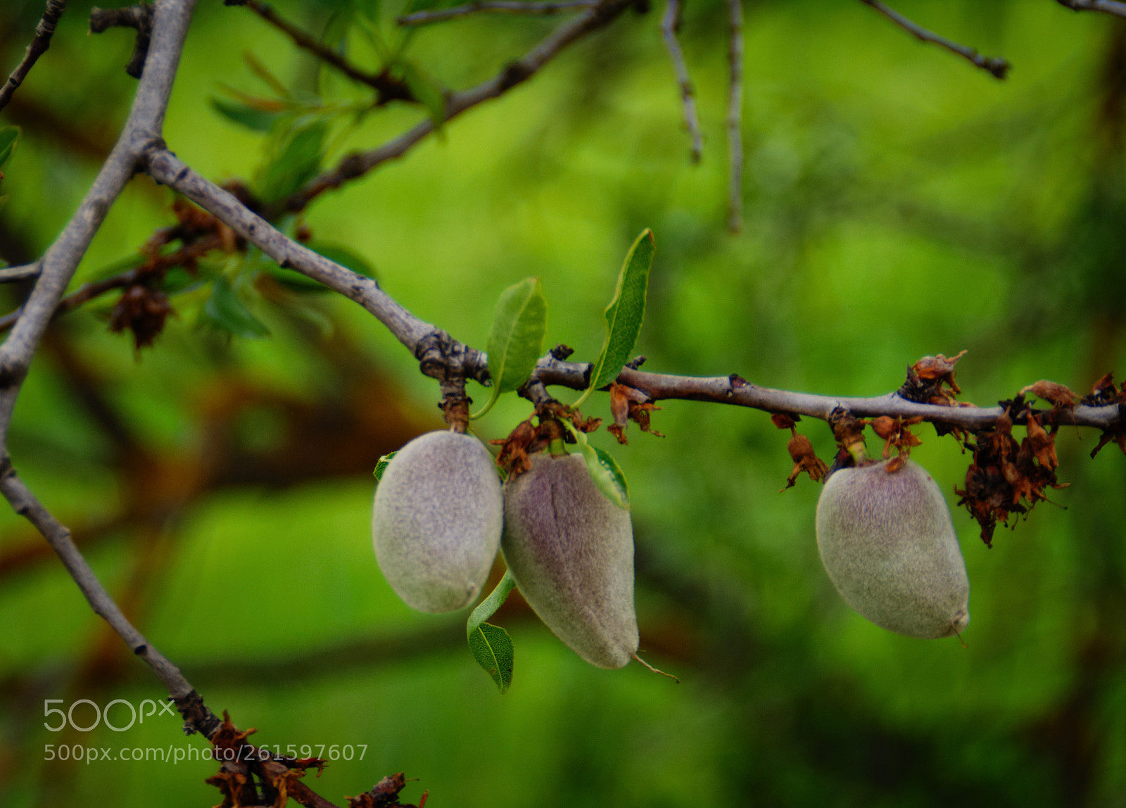 Pentax K10D sample photo. Spring almonds... photography