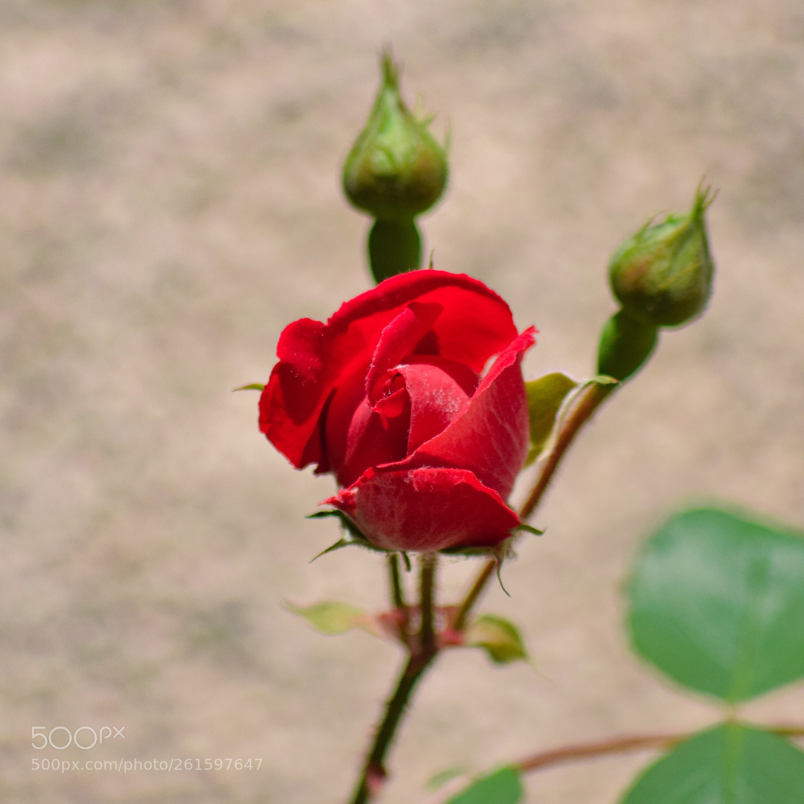 Nikon D5300 sample photo. Une rose et deux photography