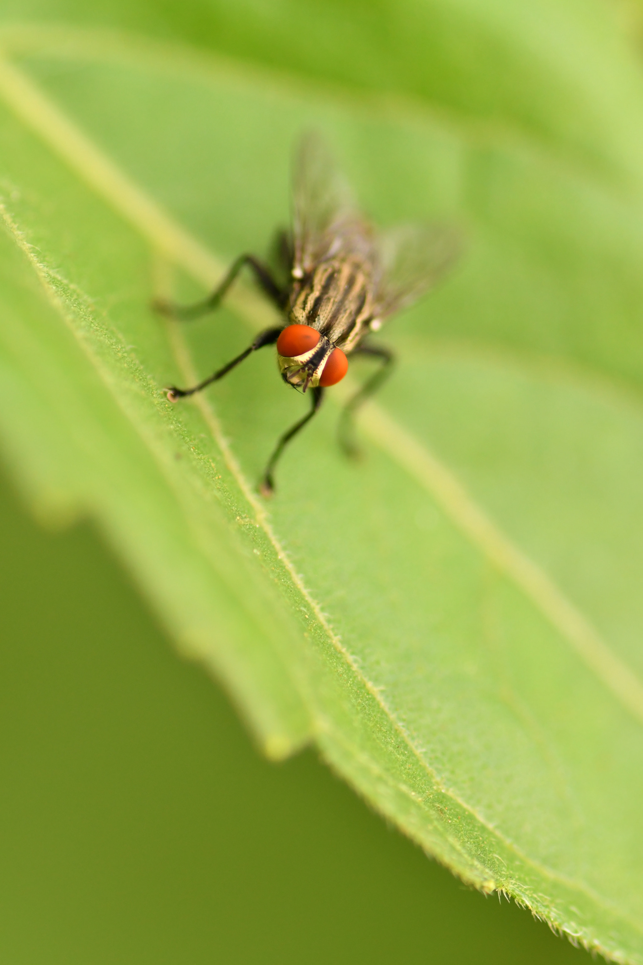 Nikon D7500 + Tokina AT-X Pro 100mm F2.8 Macro sample photo. Small and beautiful photography