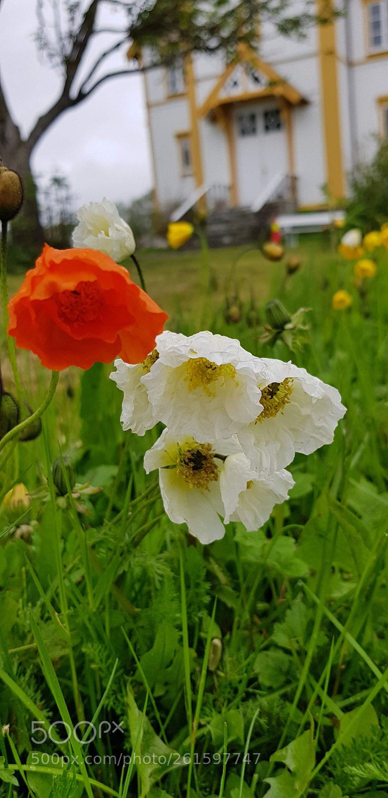 Samsung Galaxy S8 sample photo. Floweres by the church photography