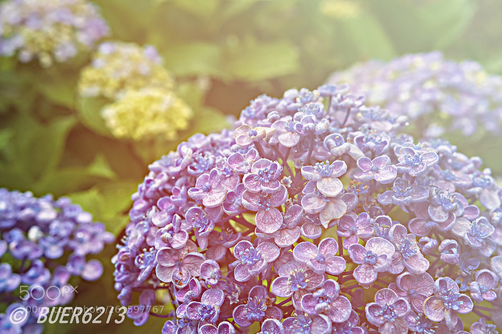 Nikon D7200 sample photo. Hydrangea(180608) photography