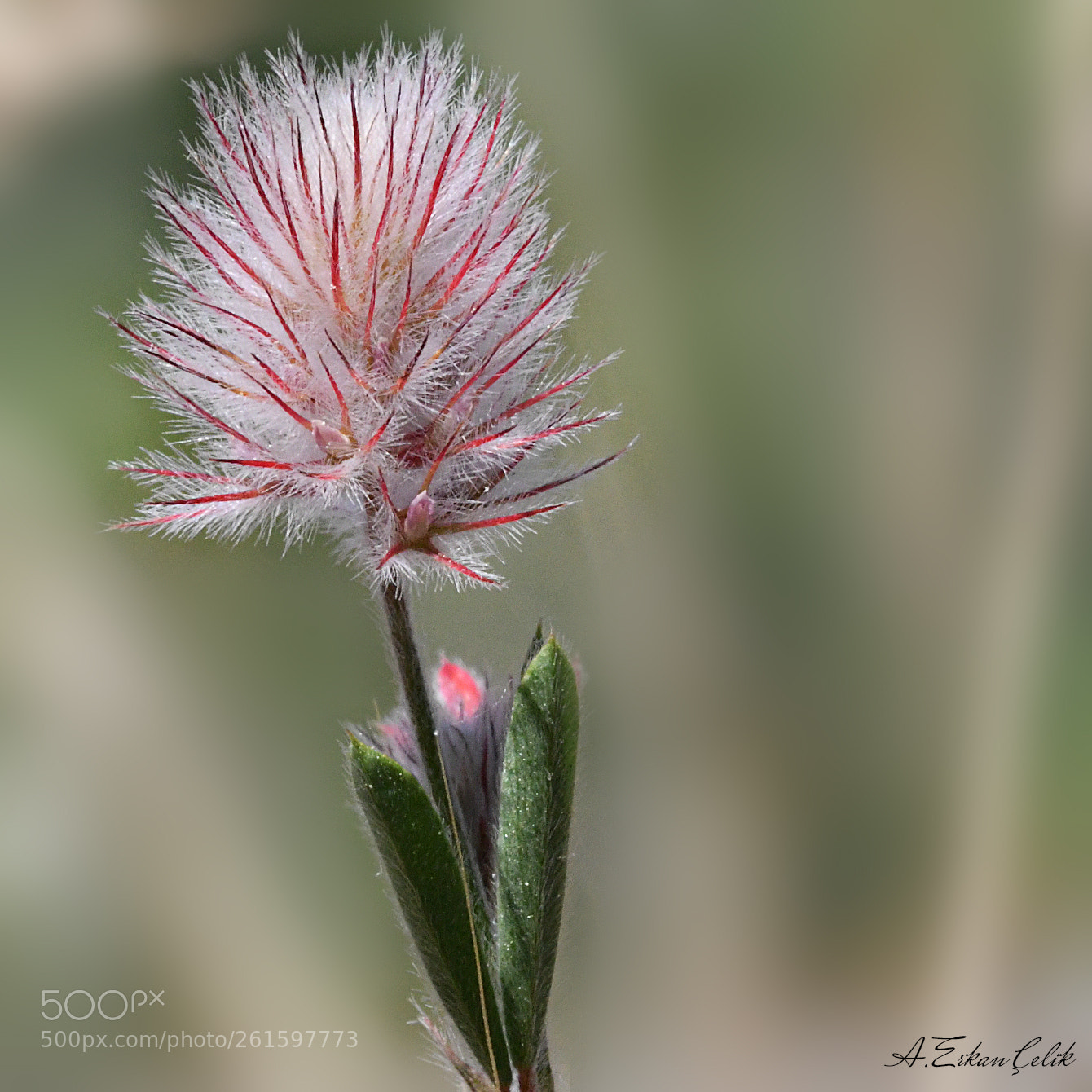 Nikon D500 sample photo. Colors of trifolium arvense photography