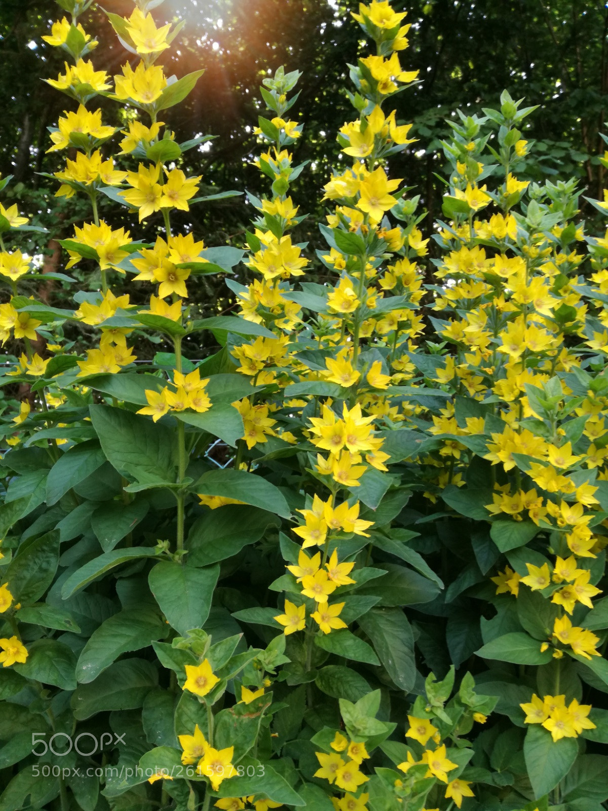HUAWEI P9 LITE sample photo. Yellow and green photography