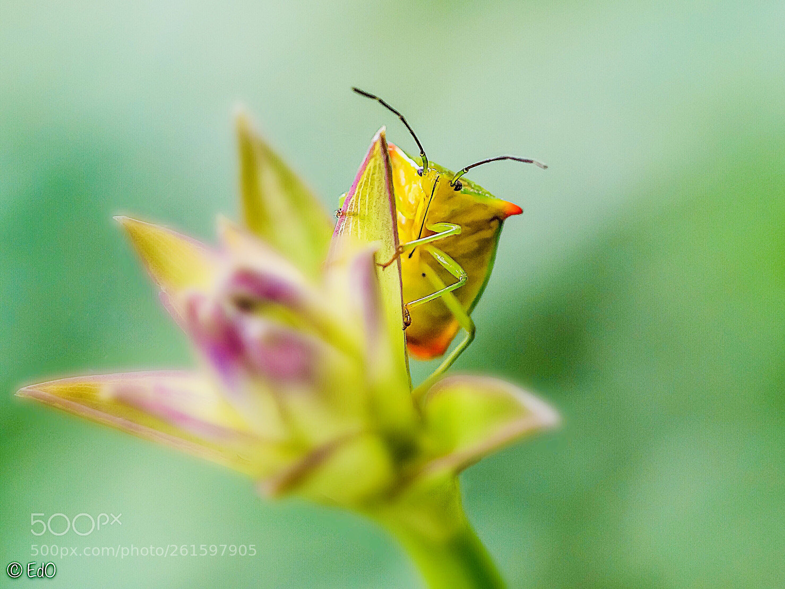 Olympus OM-D E-M1 Mark II sample photo. It s a bugs photography