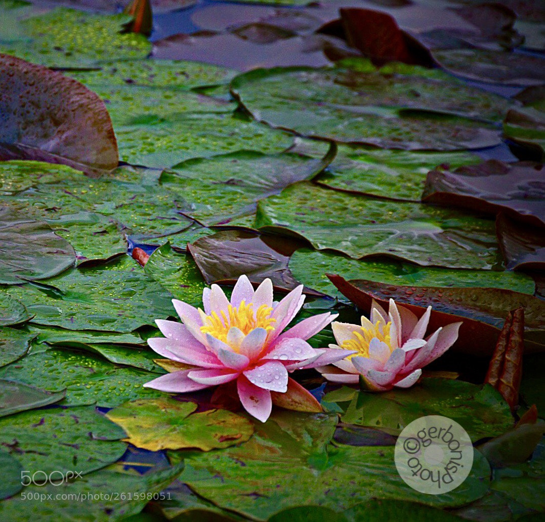 Pentax K-5 sample photo. Water lilies in the photography