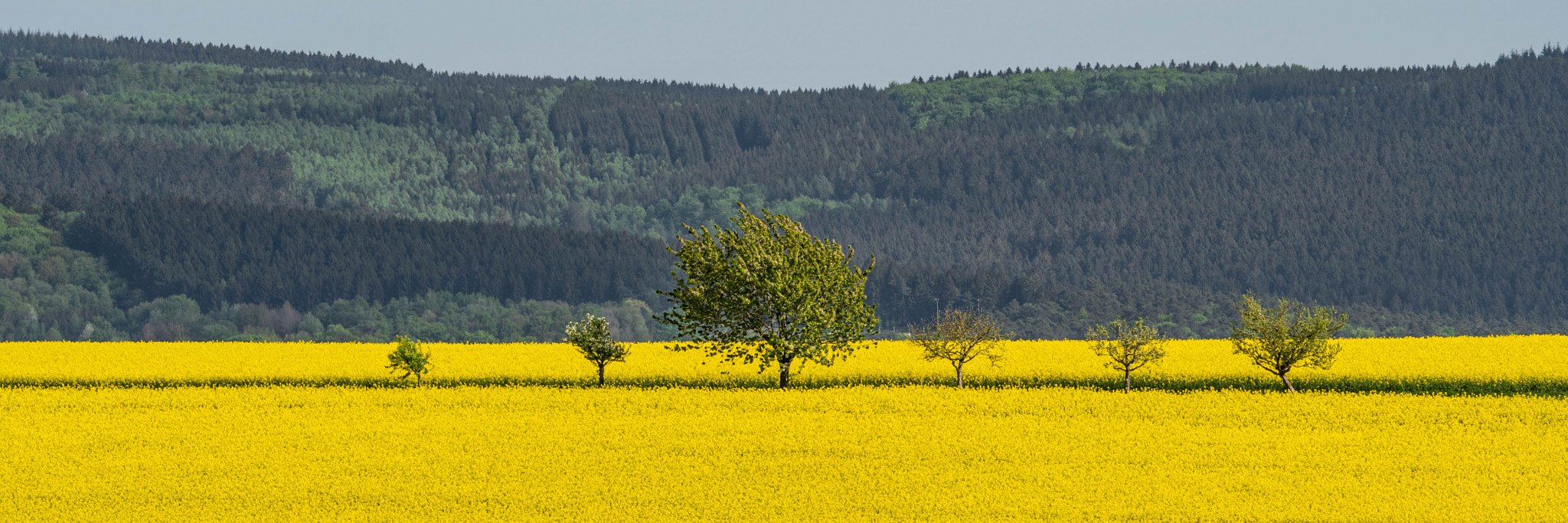 Sony a6500 sample photo. Week 24 - rapeseed line-up photography