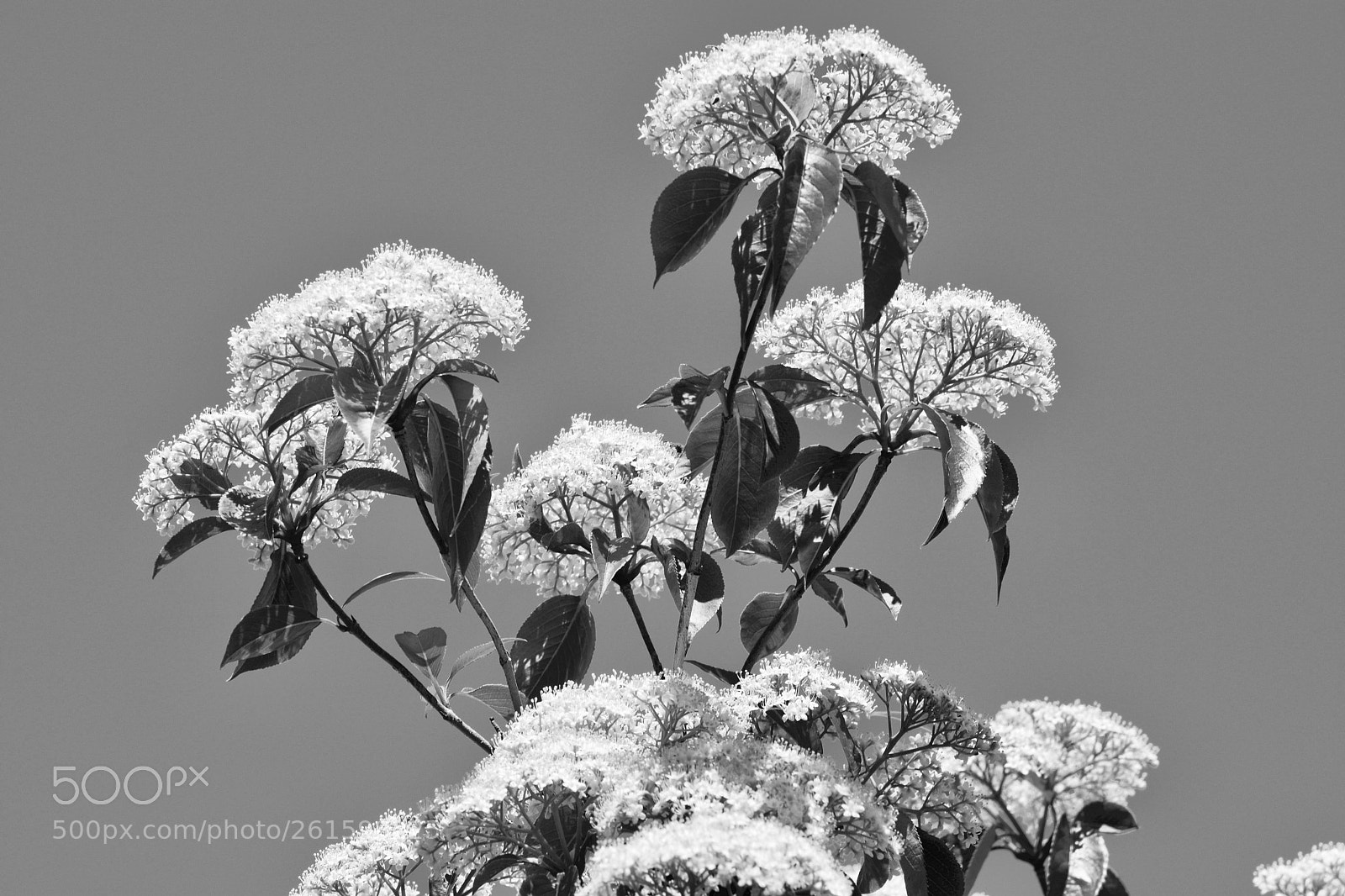 Nikon D5300 sample photo. Springtime in monochrome  photography