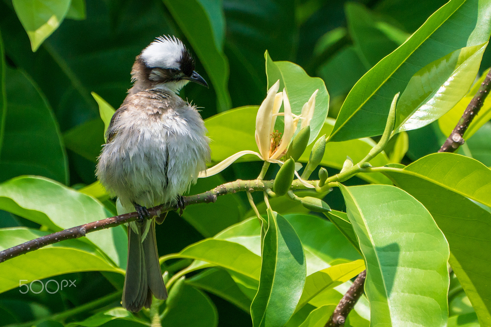 Sony a9 sample photo. Pycnonotus sinensis photography
