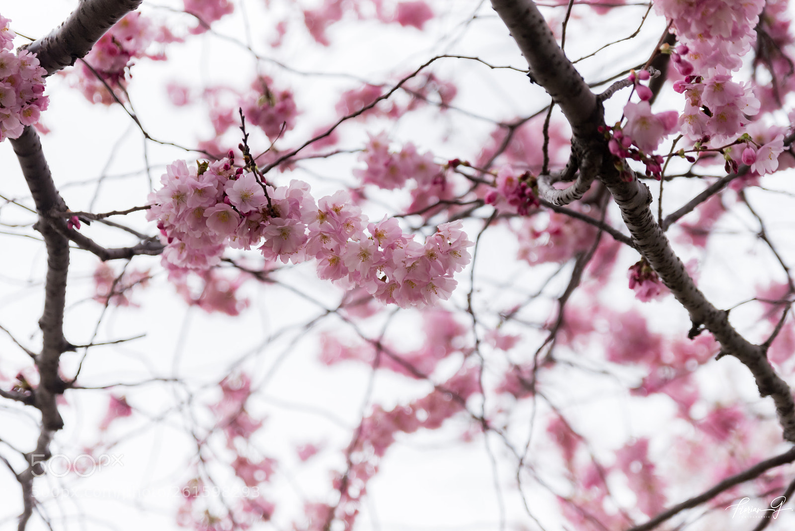 Nikon D750 sample photo. Roosevelt island photography