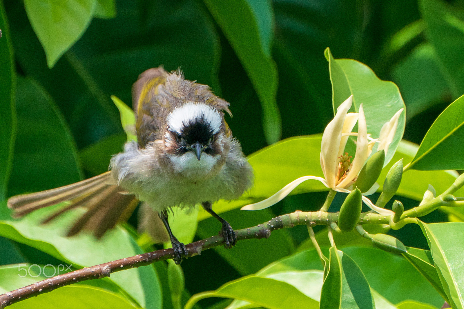 Sony a9 sample photo. Pycnonotus sinensis photography