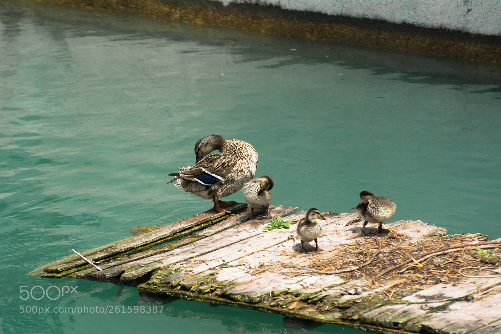 Nikon D5200 sample photo. 2018_06_sirmione_05 photography