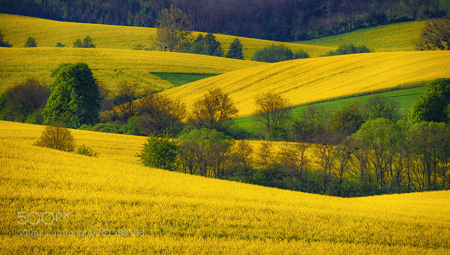 Nikon D700 sample photo. Green and yellow photography