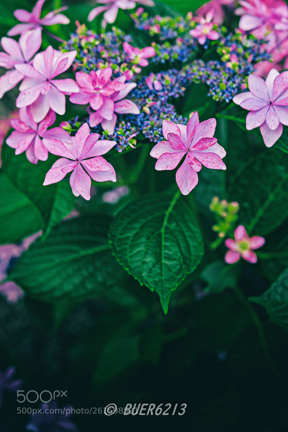 Nikon D7200 sample photo. Hydrangea(180610) photography