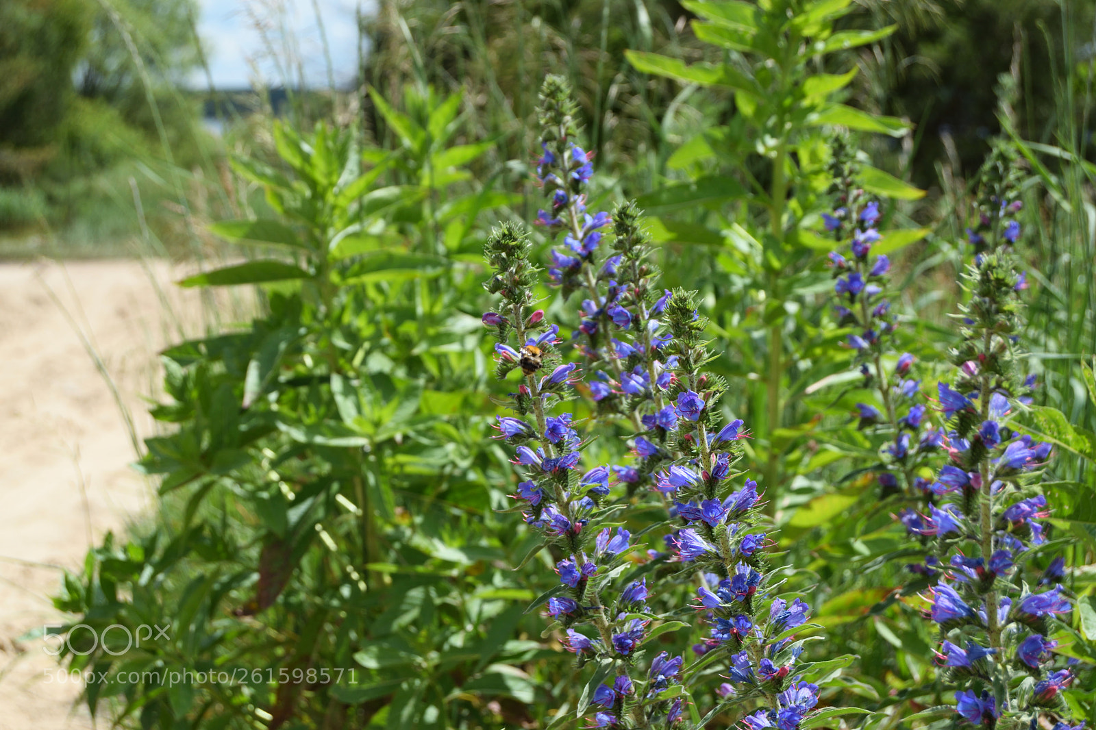 Nikon D3300 sample photo. Colors of summer photography