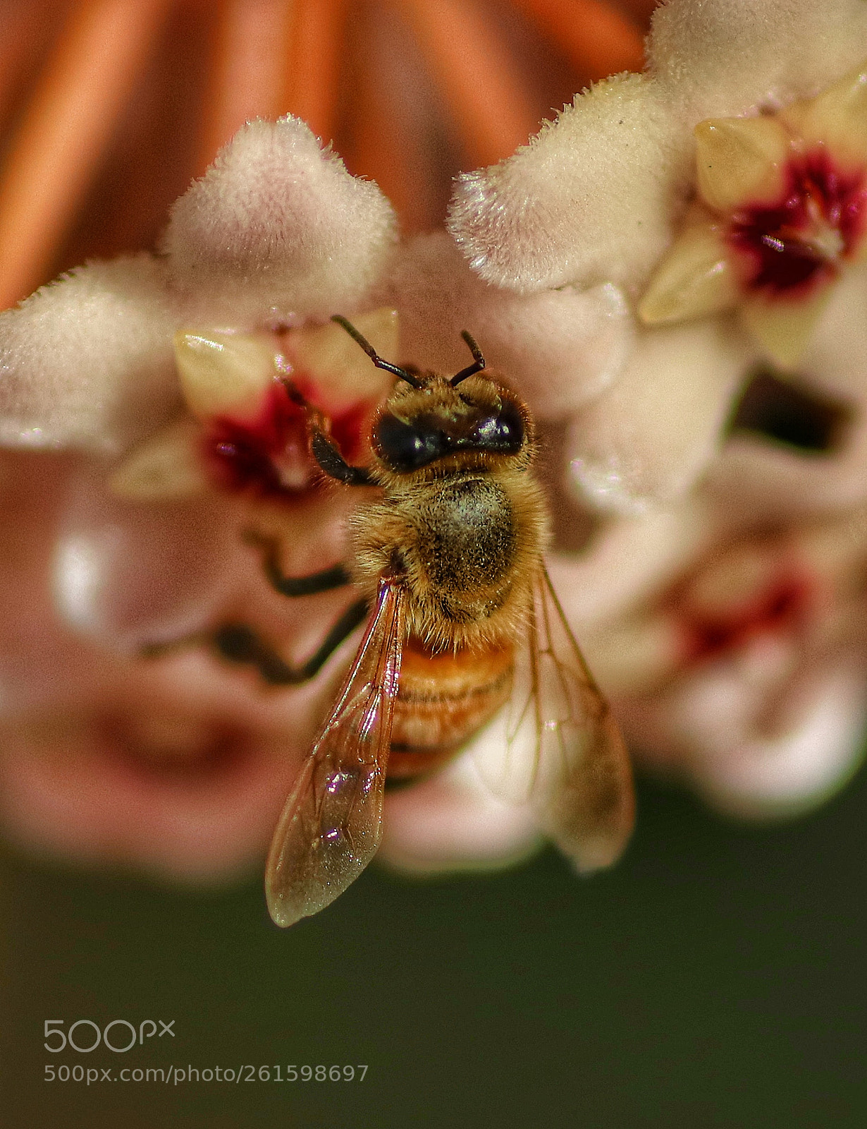 Canon EOS 80D sample photo. To bee photography
