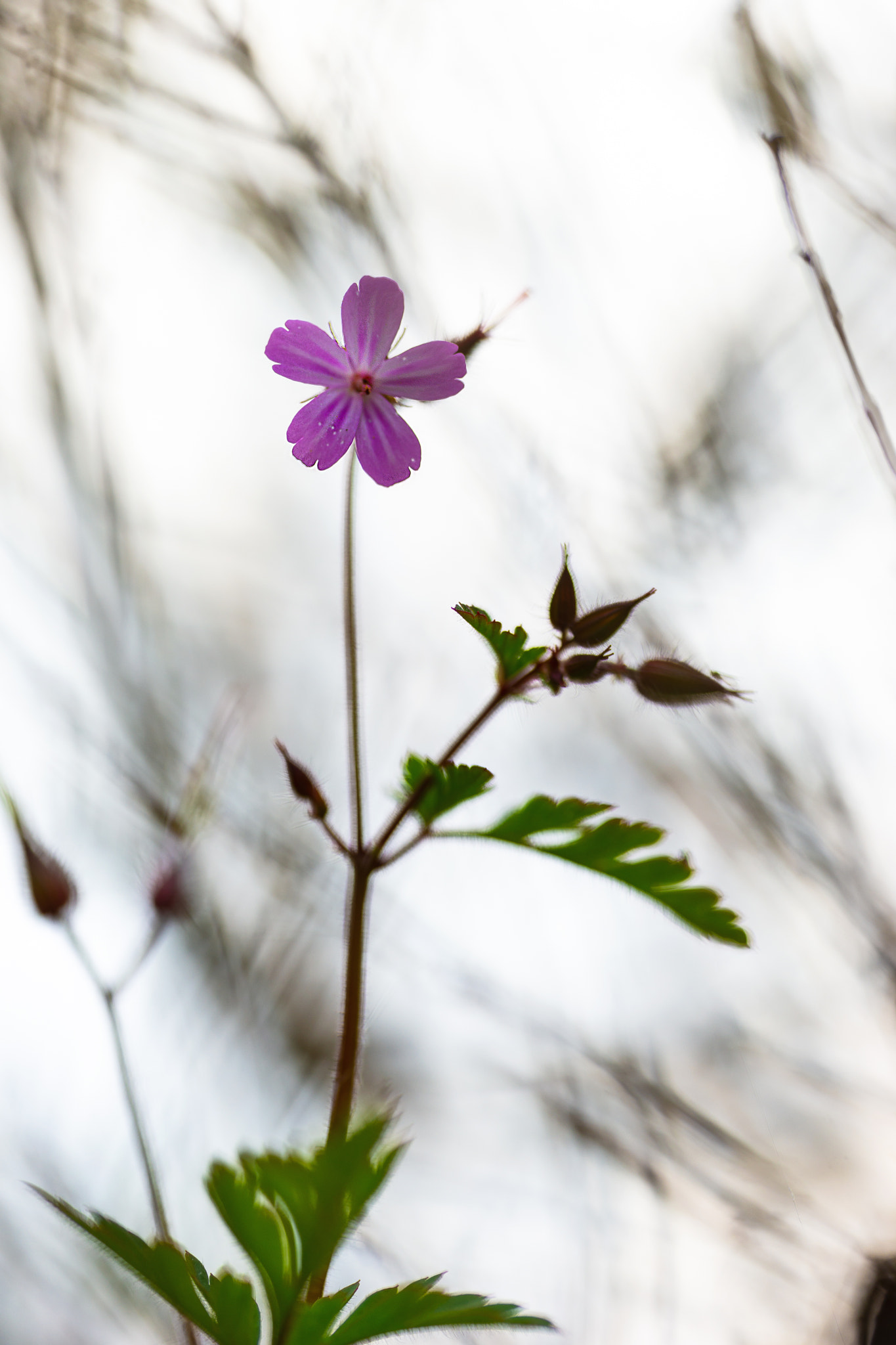 Sony a99 II sample photo. In the jungle of the garden photography