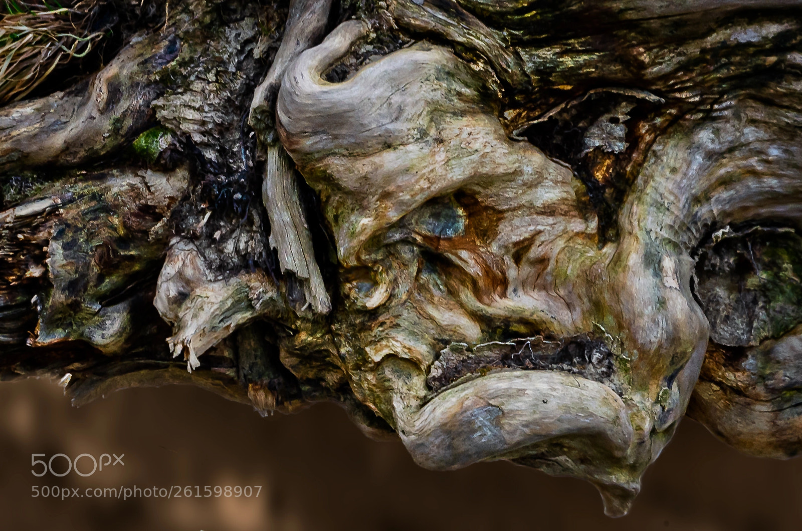 Nikon D7000 sample photo. The angry ent photography