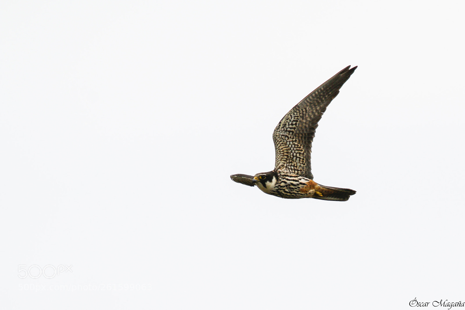 Canon EOS 70D sample photo. Falco subbuteo - eurasian photography