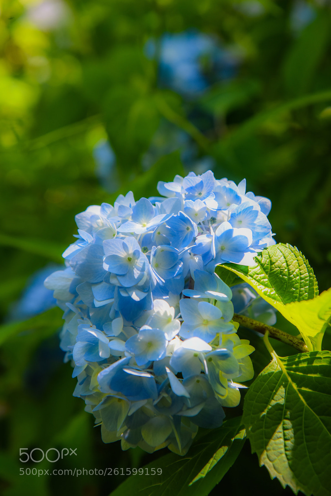 Nikon D810 sample photo. Blue photography