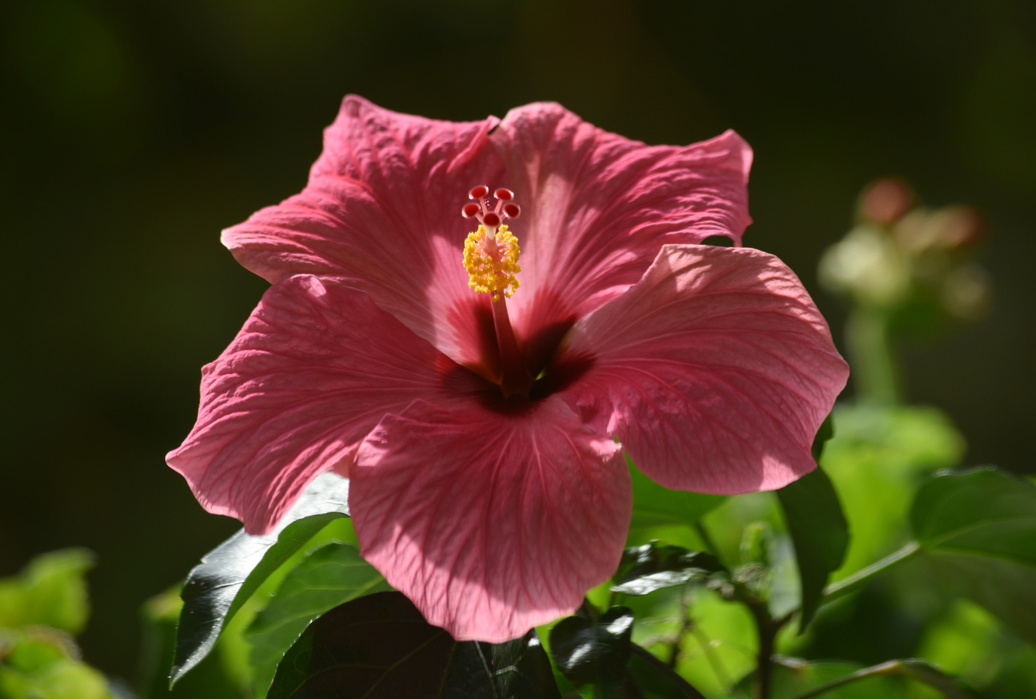 Nikon D3400 sample photo. Hibiscus flower photography
