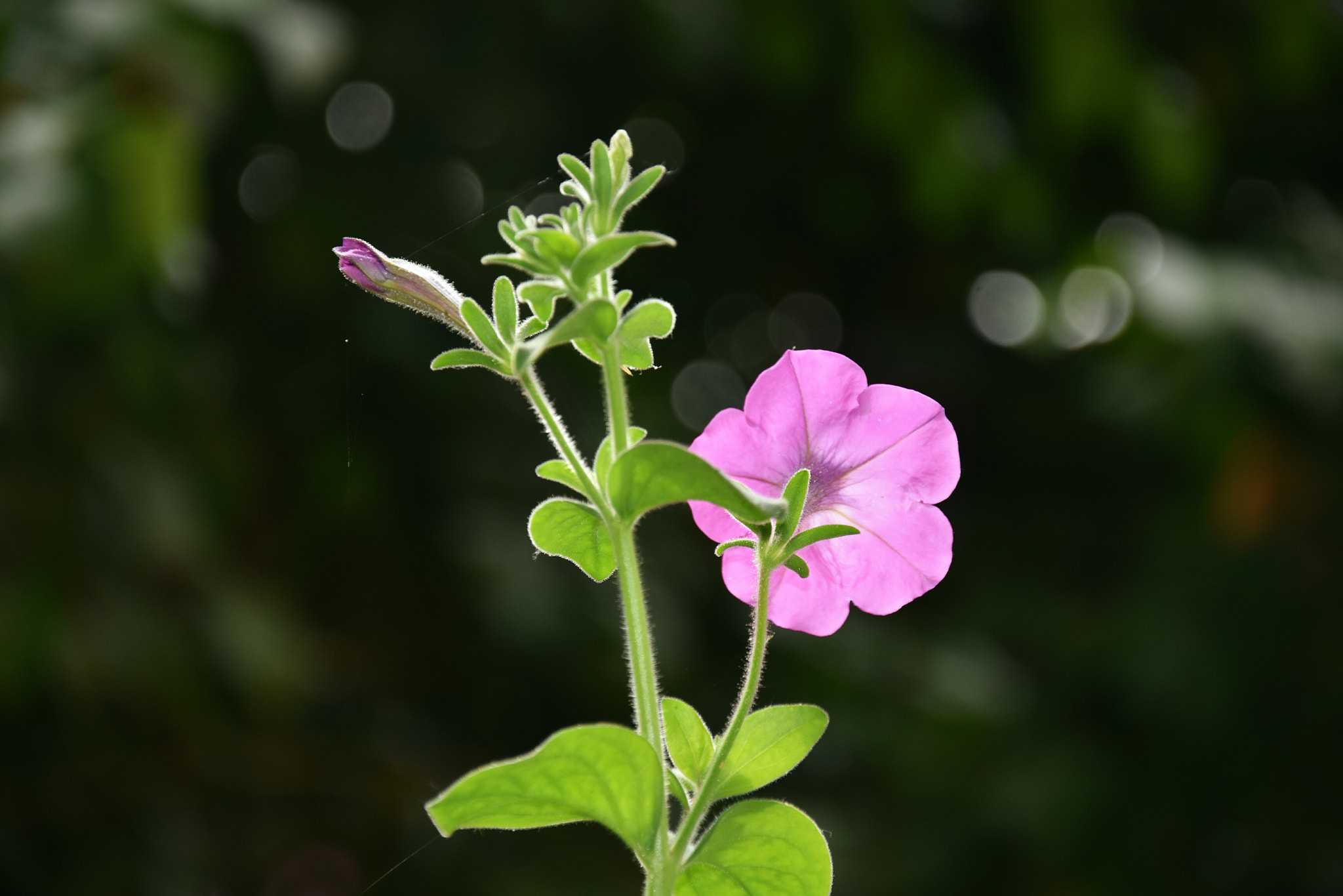 Nikon D3400 sample photo