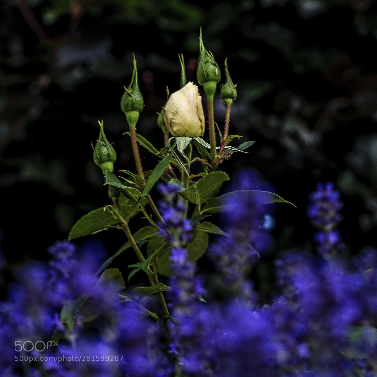Sony a6300 sample photo. Blüten 100618-002 photography