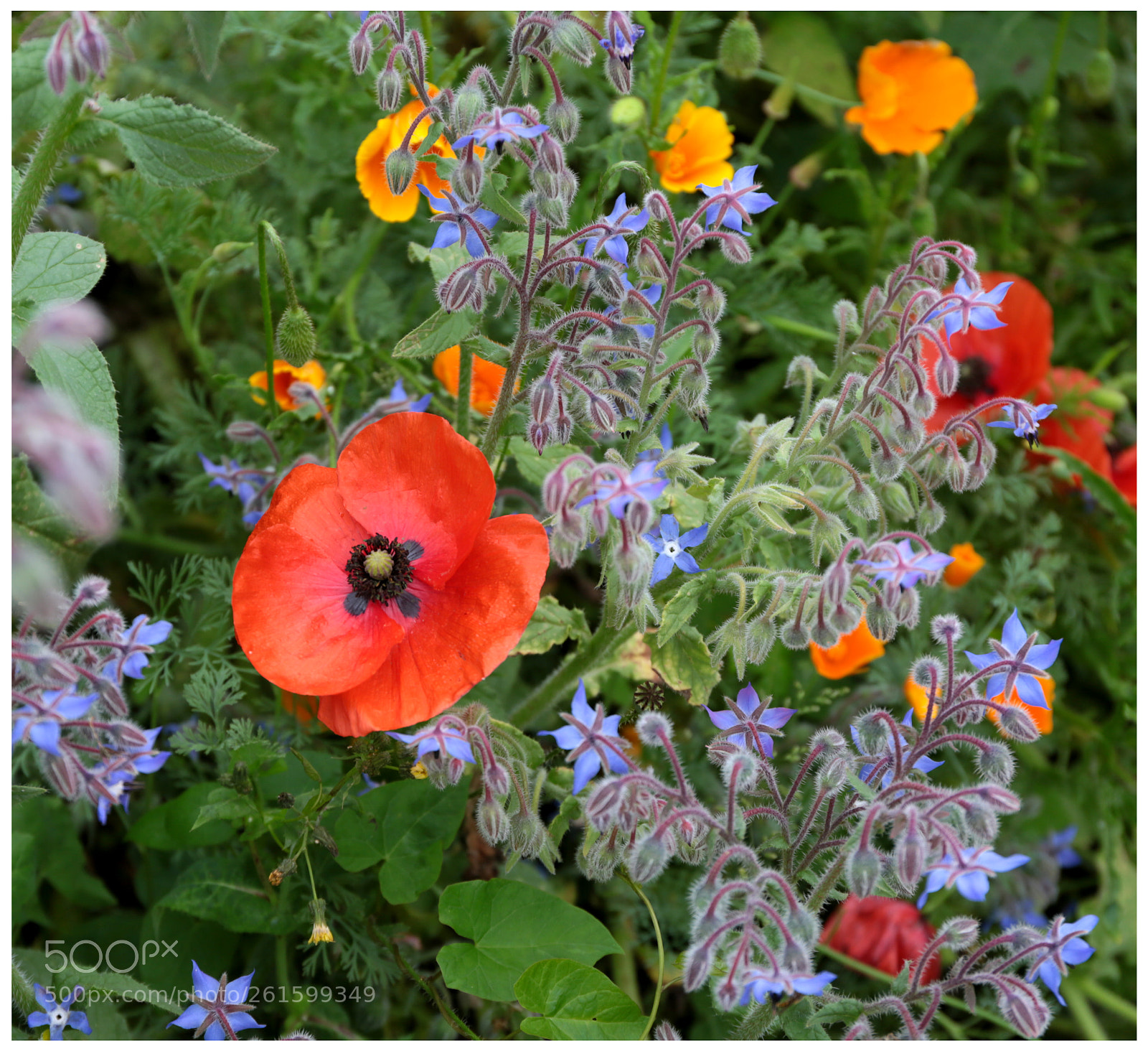 Canon EOS 6D sample photo. Poppy in a wild photography