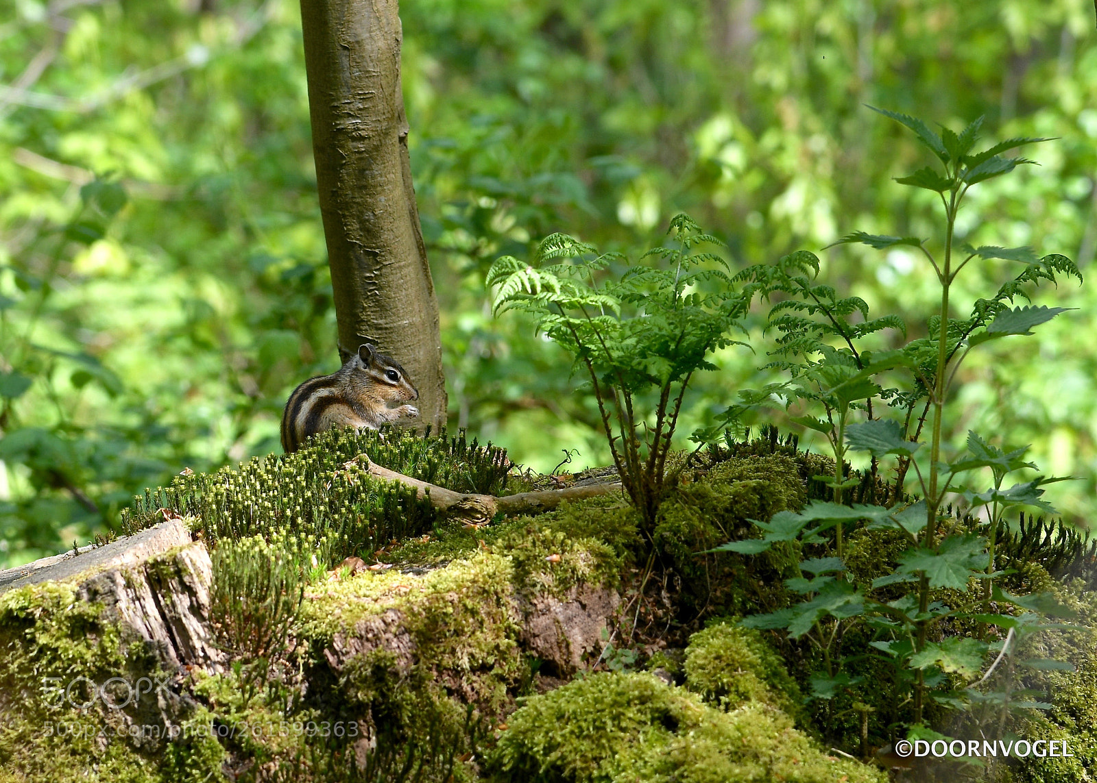 Nikon D850 sample photo. Chipmunk photography