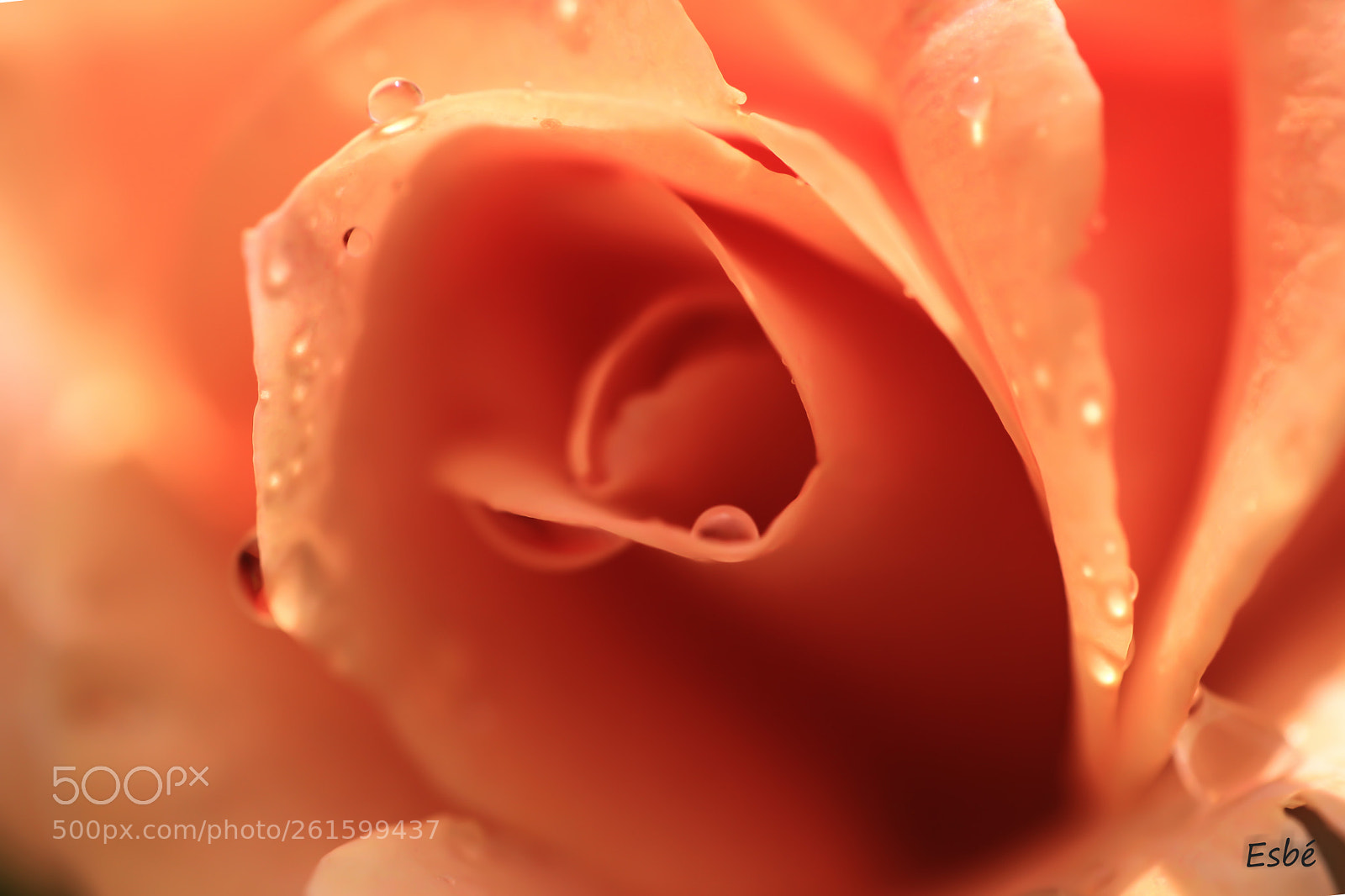 Canon EOS 5D Mark II sample photo. Water drops and curves photography
