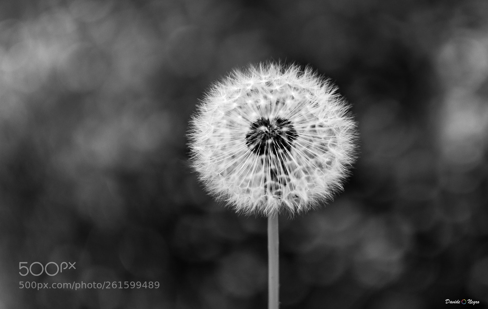 Nikon D7100 sample photo. Soffione photography