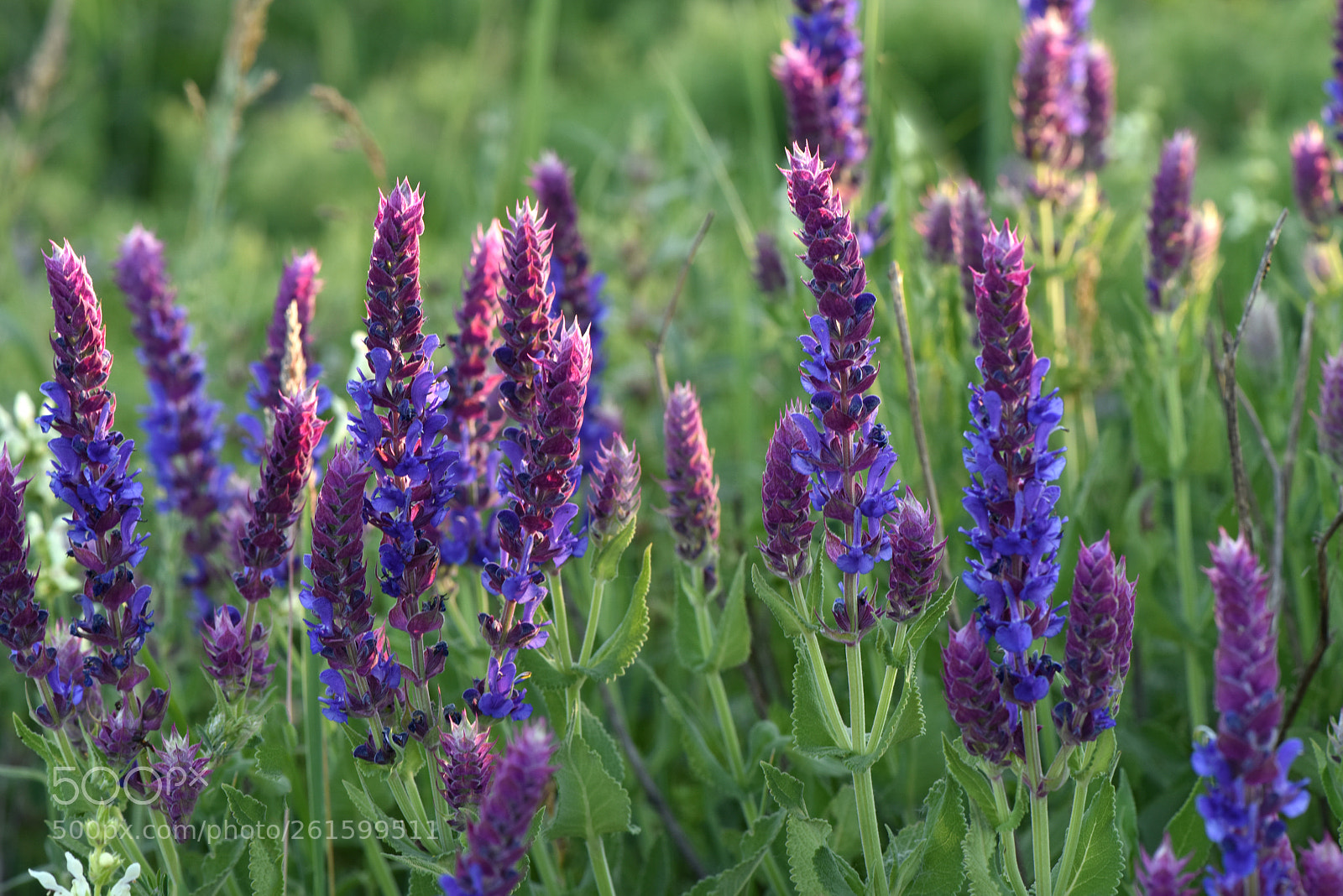 Nikon D810 sample photo. Cornflowers photography