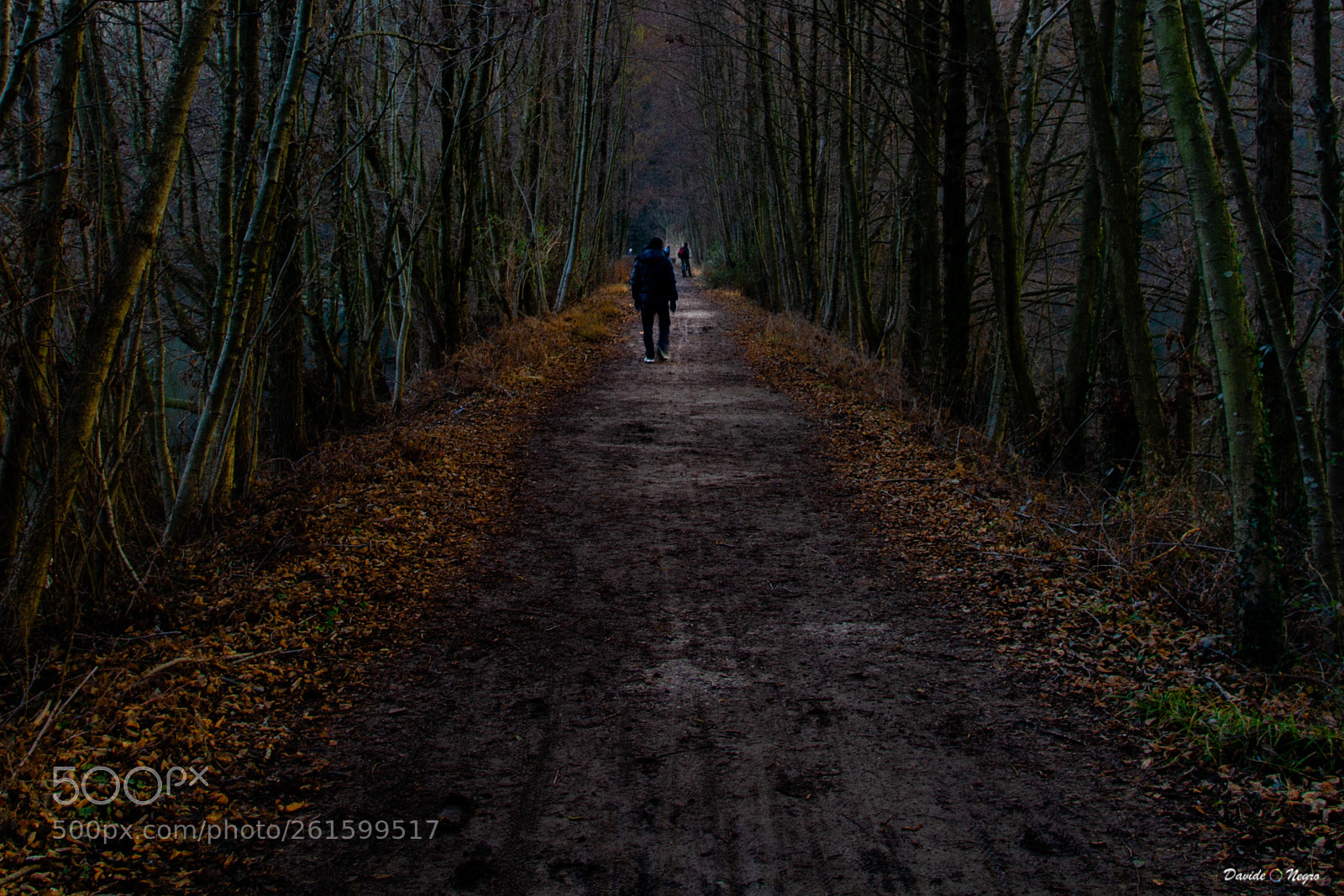 Nikon D7100 sample photo. Bosco photography