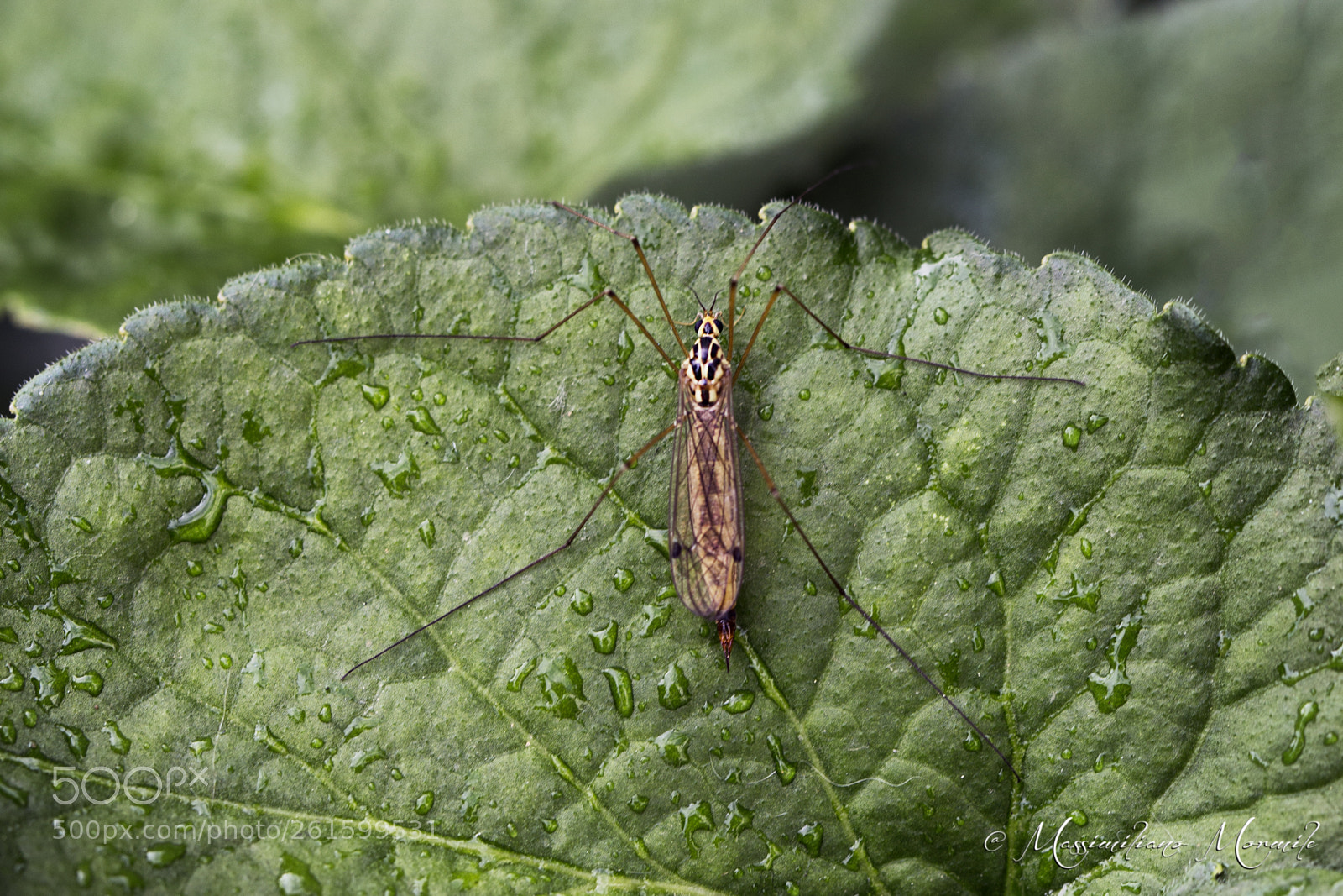 Canon EOS 6D sample photo. Insect photography