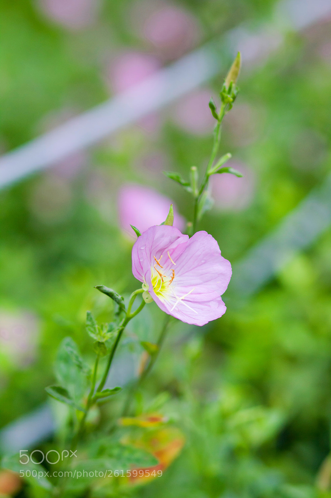 Canon EOS 50D sample photo. I like the wayside photography
