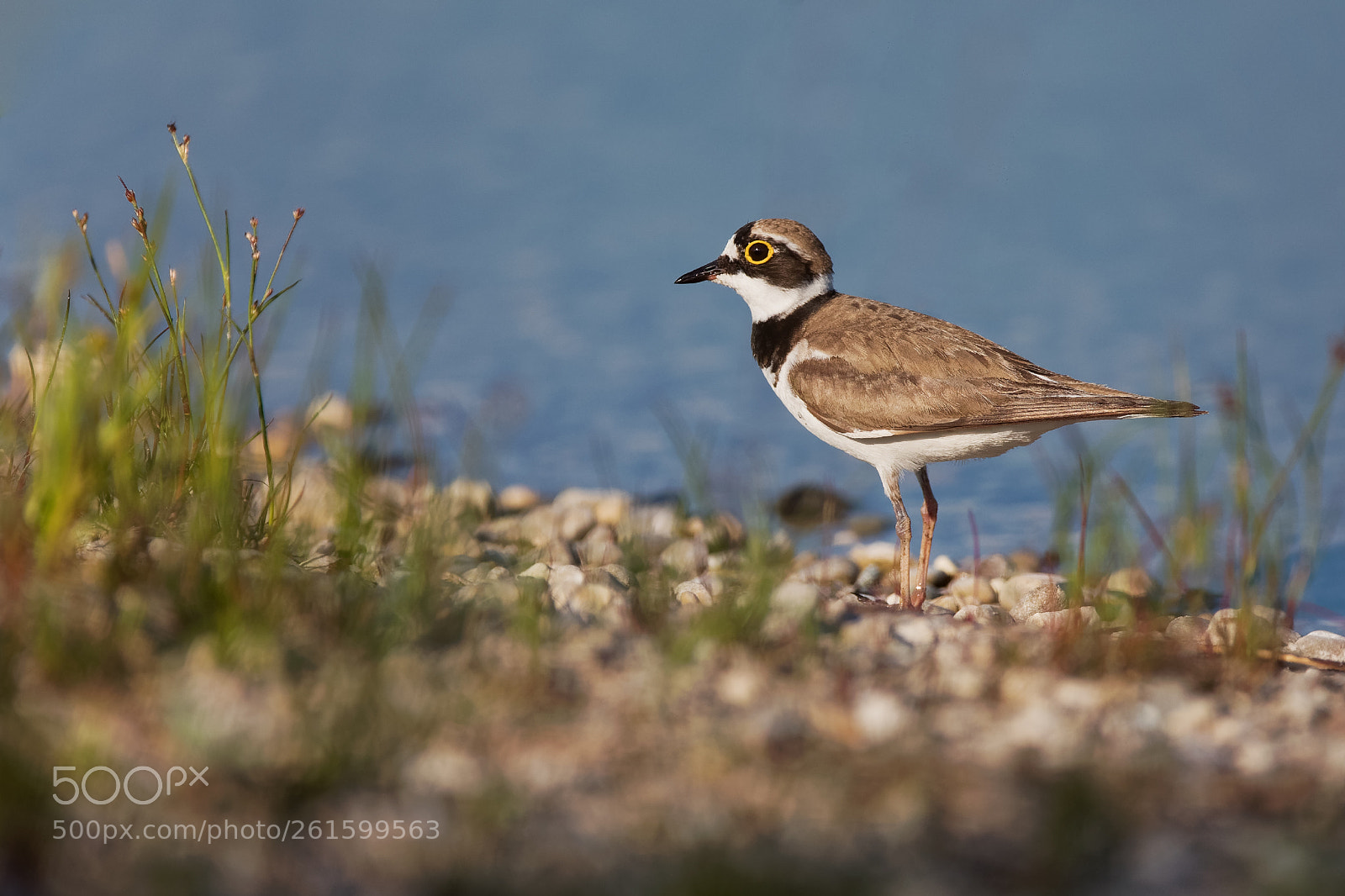 Canon EOS 5D Mark IV sample photo. Little ringed plover photography