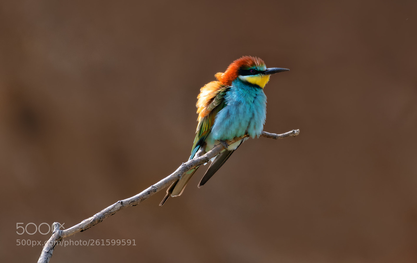 Nikon D500 sample photo. Bee eater photography