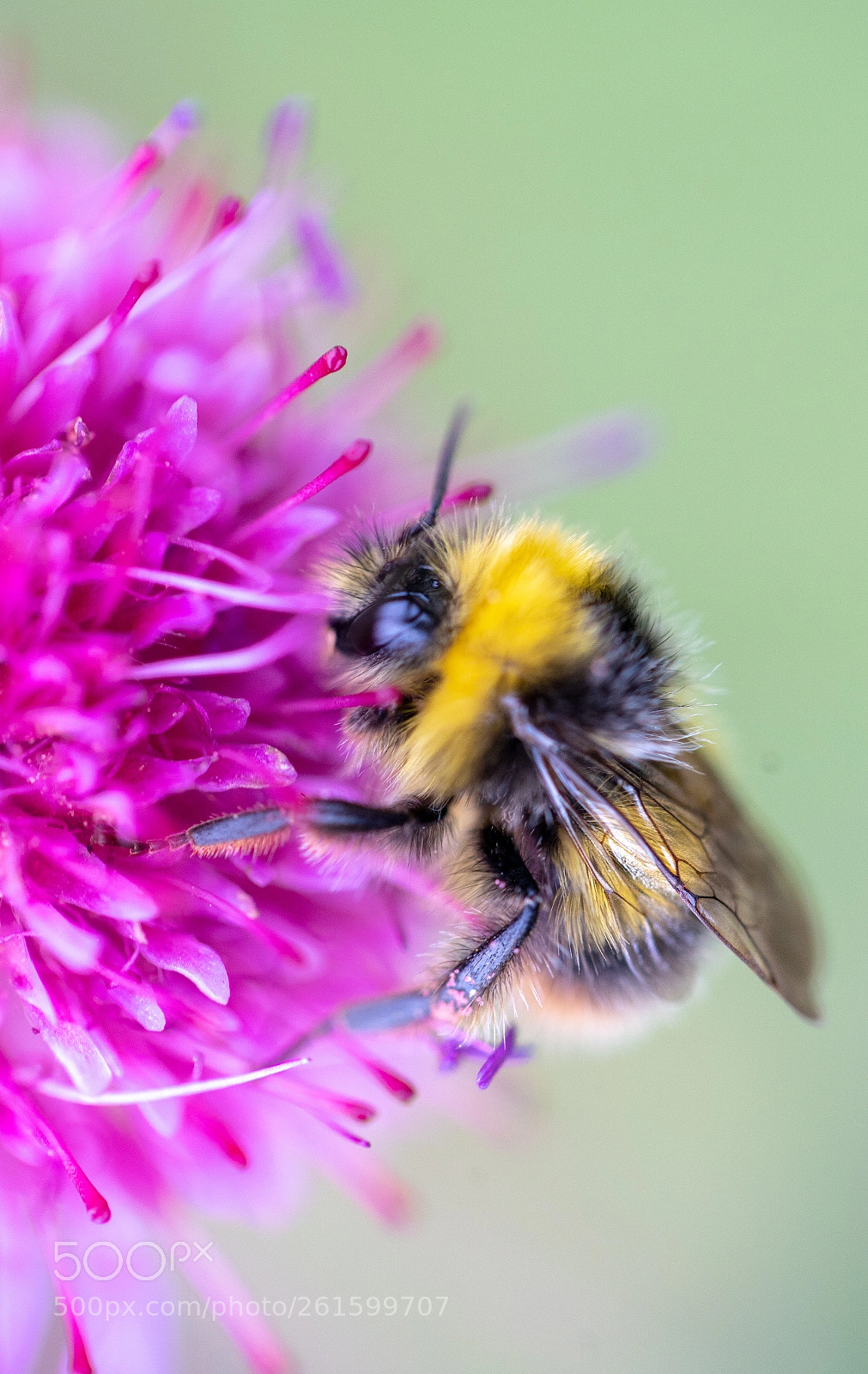 Sony a7 III sample photo. Busy bee photography