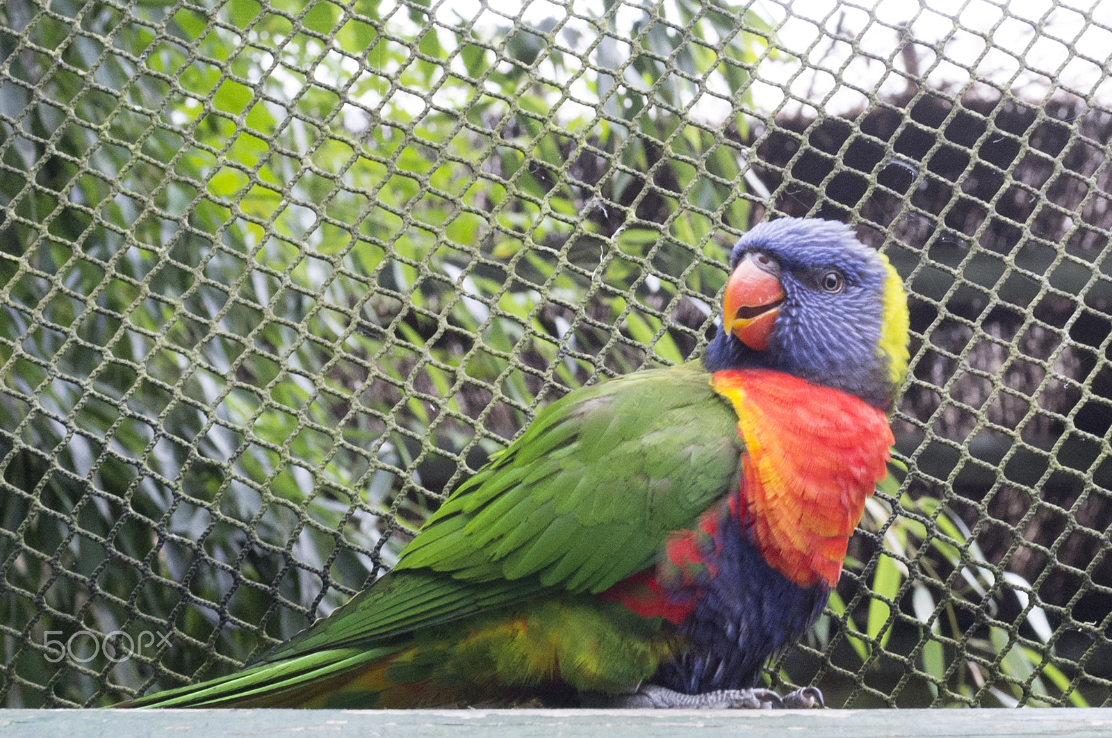 Fujifilm FinePix X100 sample photo. Lorikeet photography