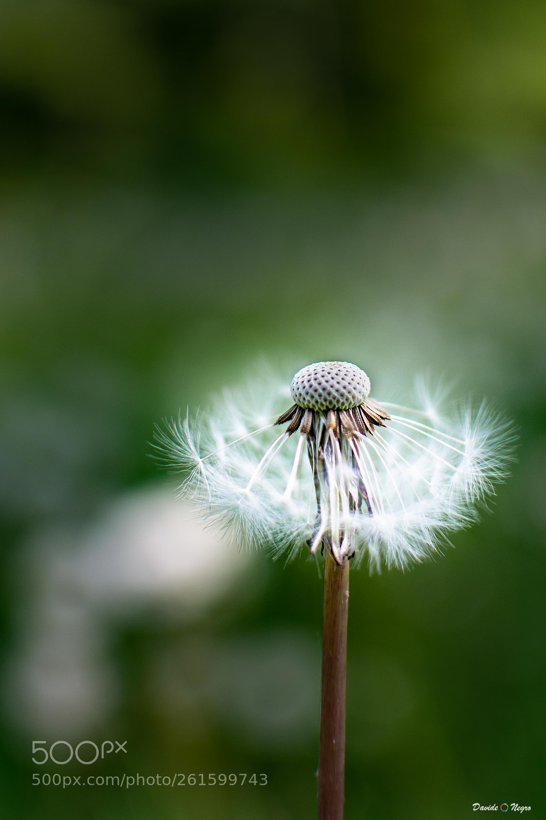 Nikon D7100 sample photo. Soffione photography
