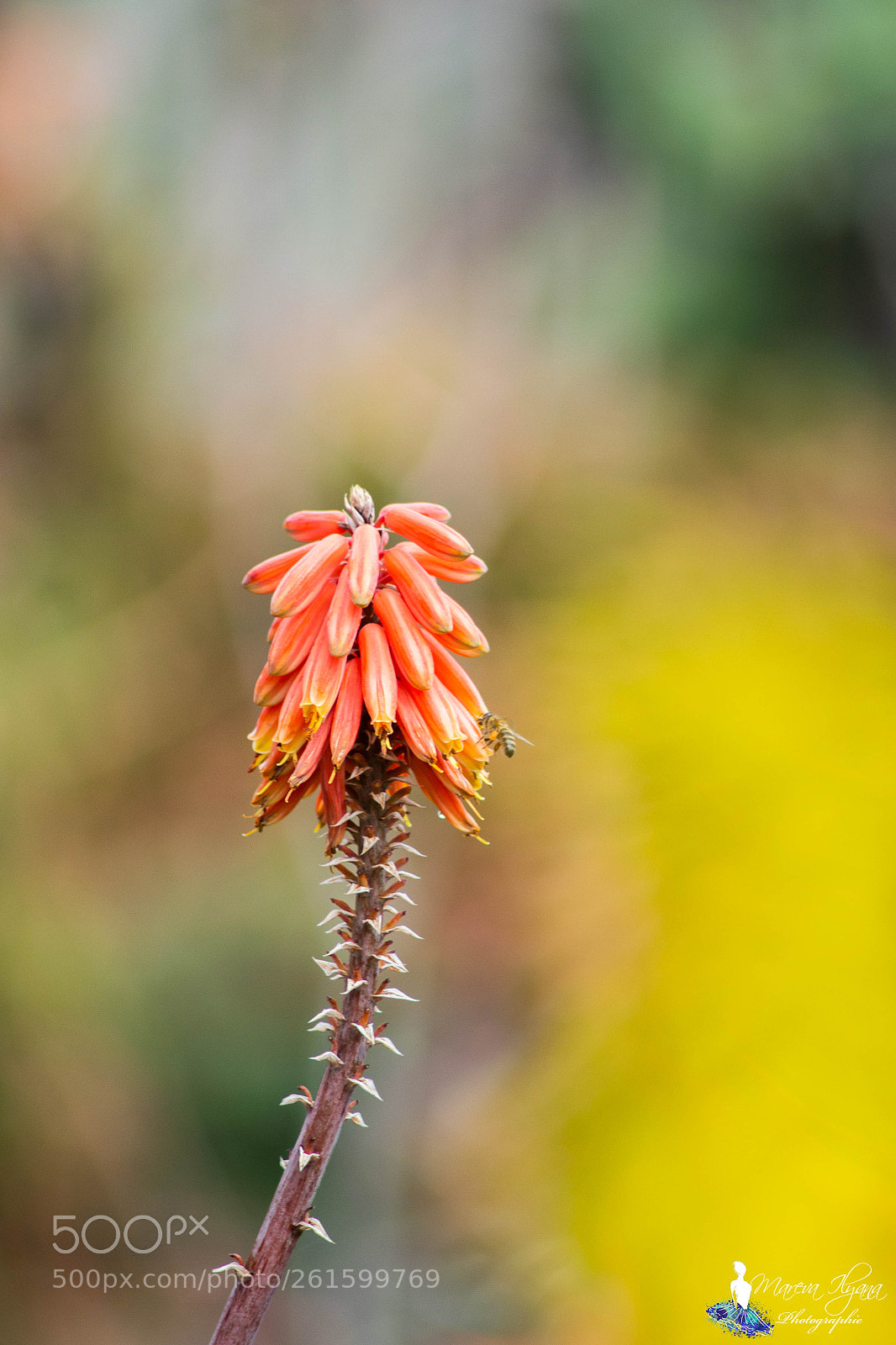 Nikon D3100 sample photo. Jardin botanique du mascarin photography