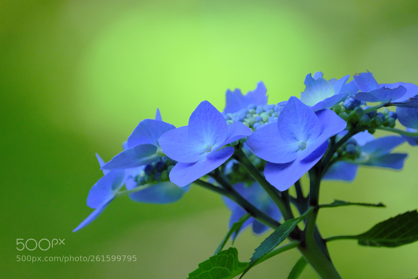 Fujifilm X-T2 sample photo. Hydrangea. color version photography