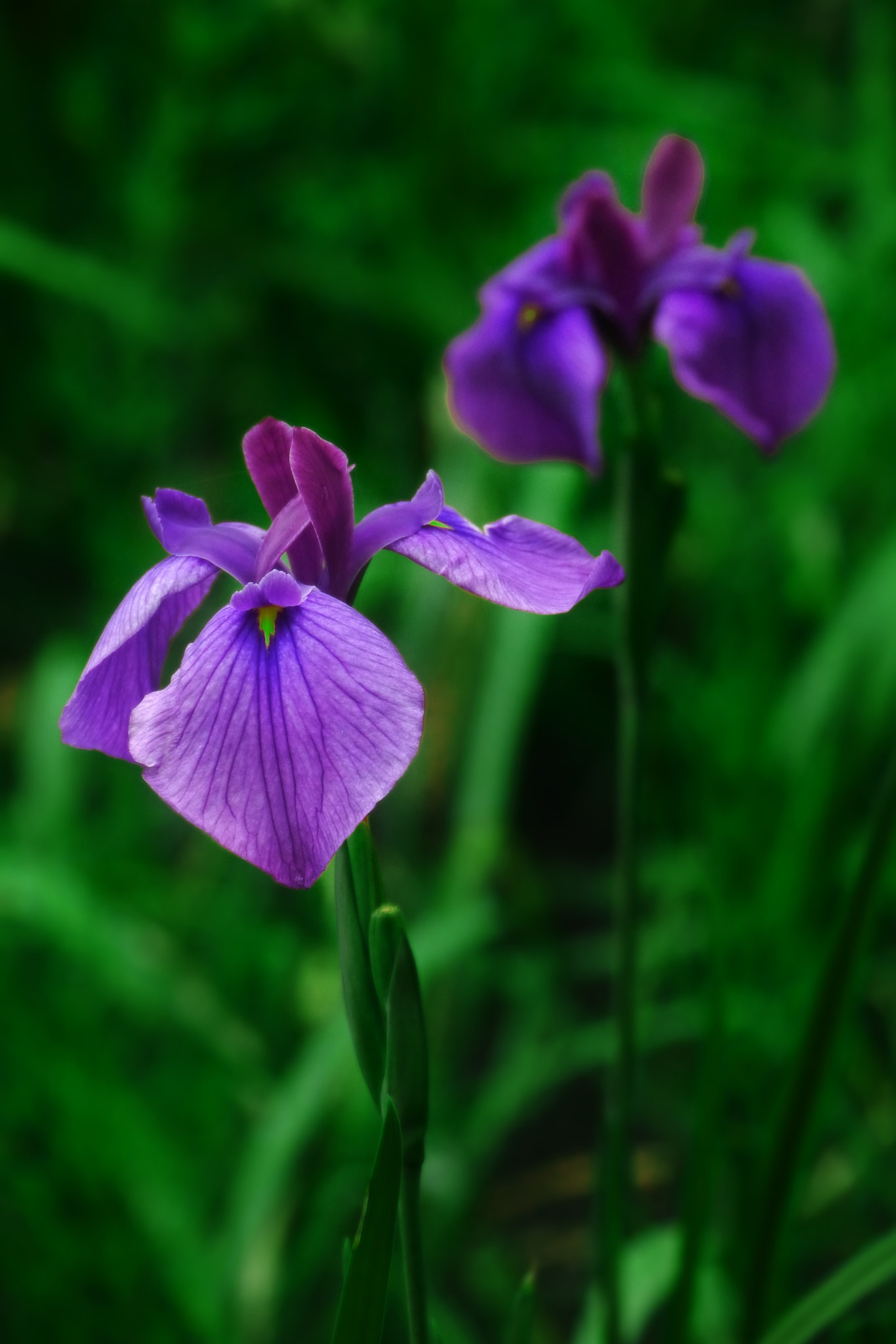 Panasonic Lumix DMC-GX1 sample photo. Sweet flags photography