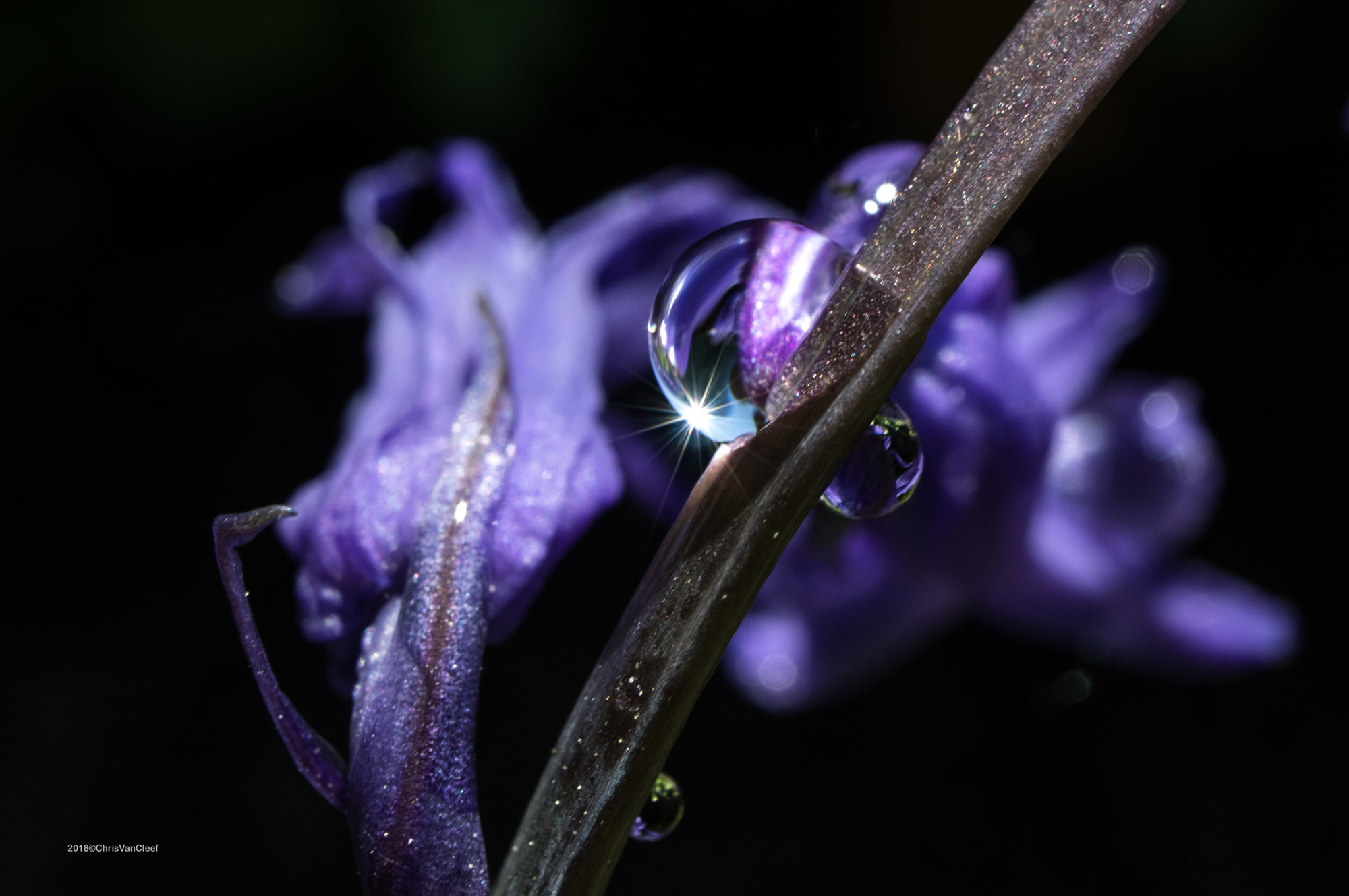 Canon EOS M5 sample photo. Droplet on bluebell photography