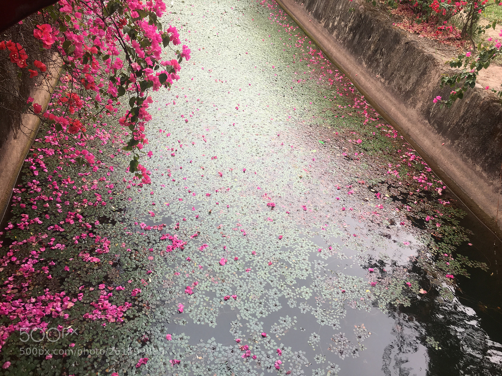 Apple iPhone 6s sample photo. 瀘沽湖 () photography