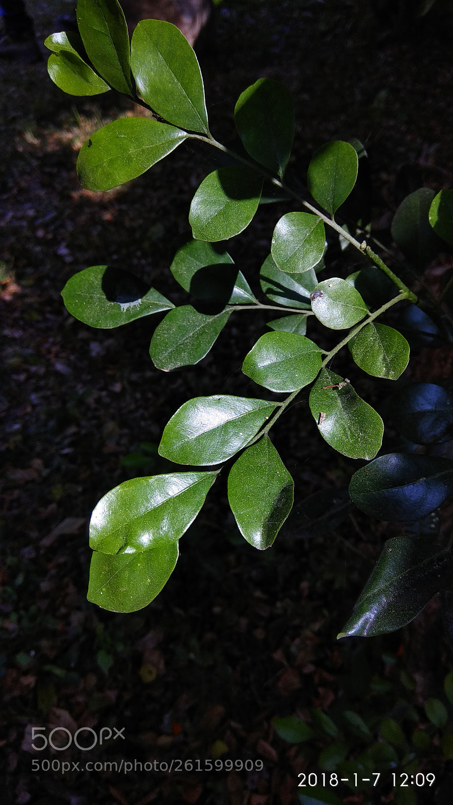 Xiaomi Redmi Note 4 sample photo. Leaf photography