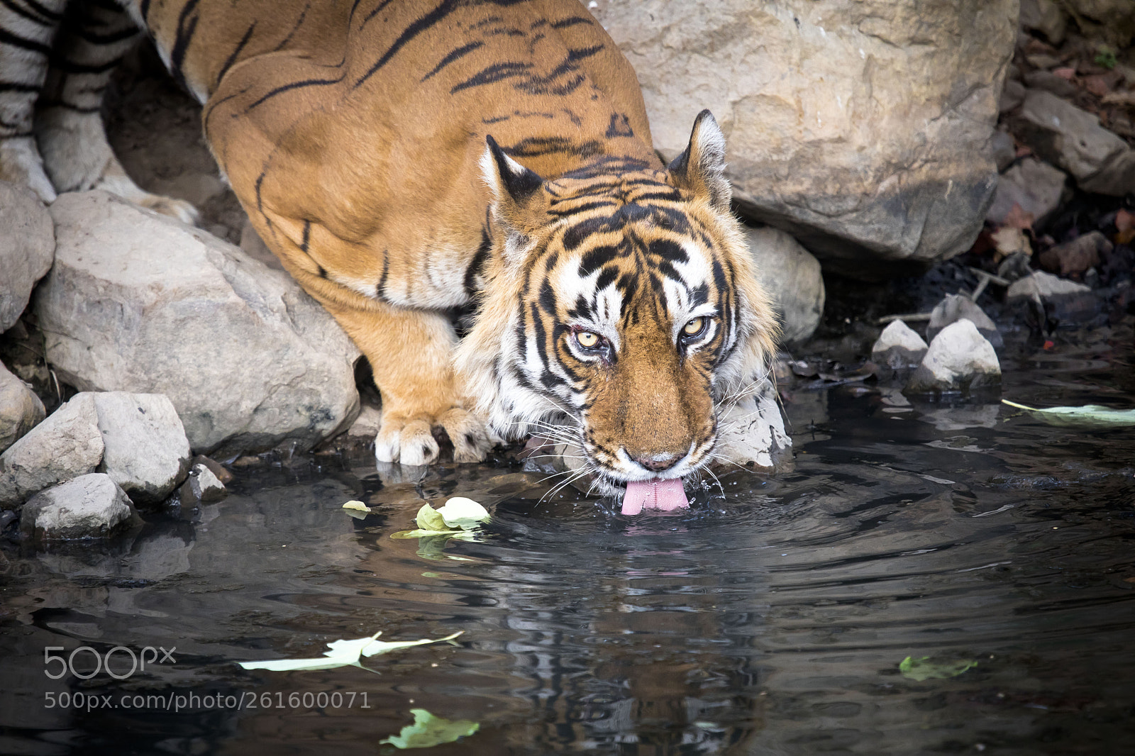 Canon EOS 5D Mark IV sample photo. Ranthambore khumbha photography