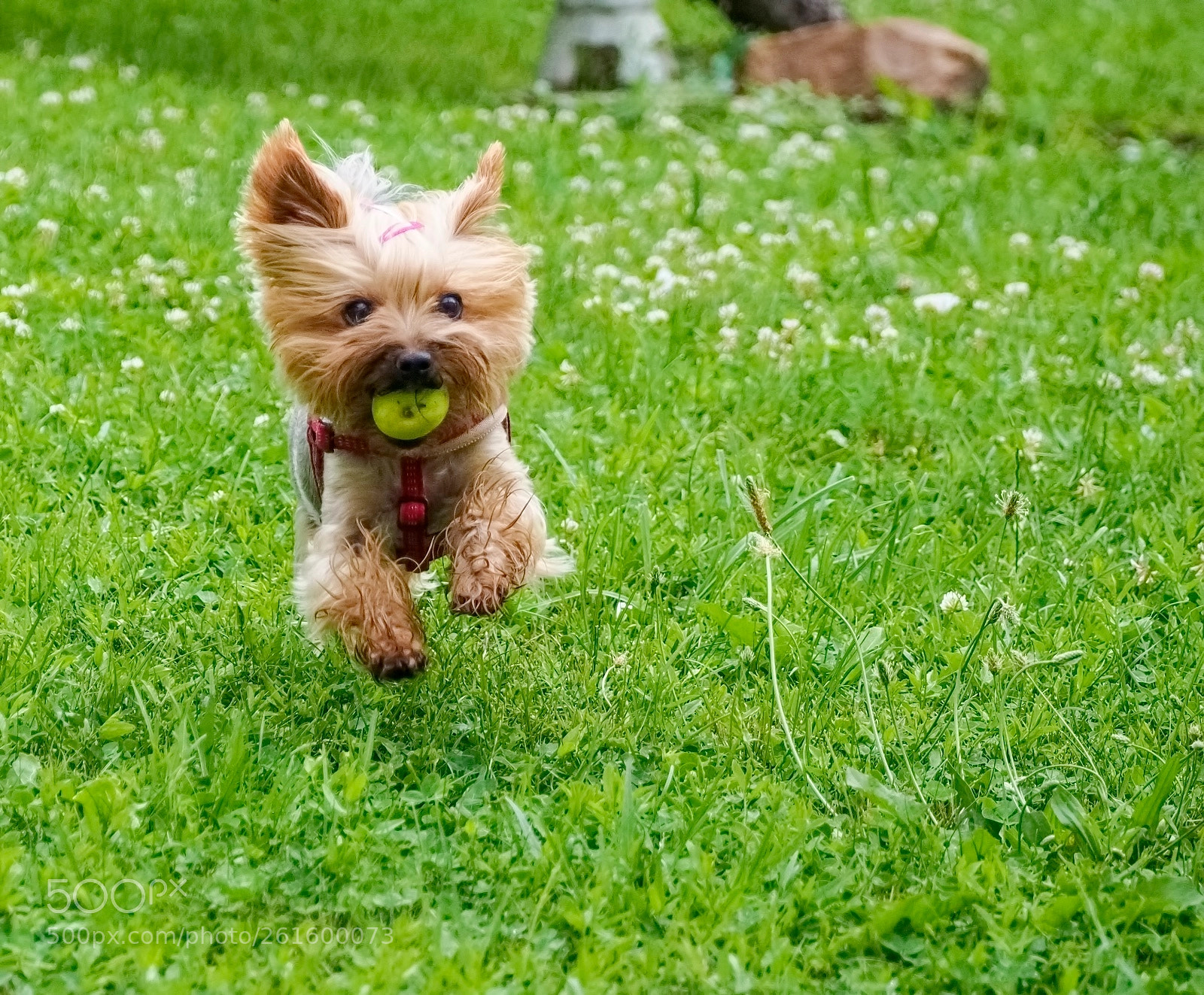 Olympus OM-D E-M10 sample photo. Lola photography