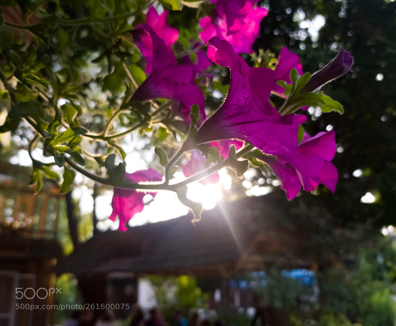 Samsung Galaxy S8 sample photo. Purple photography