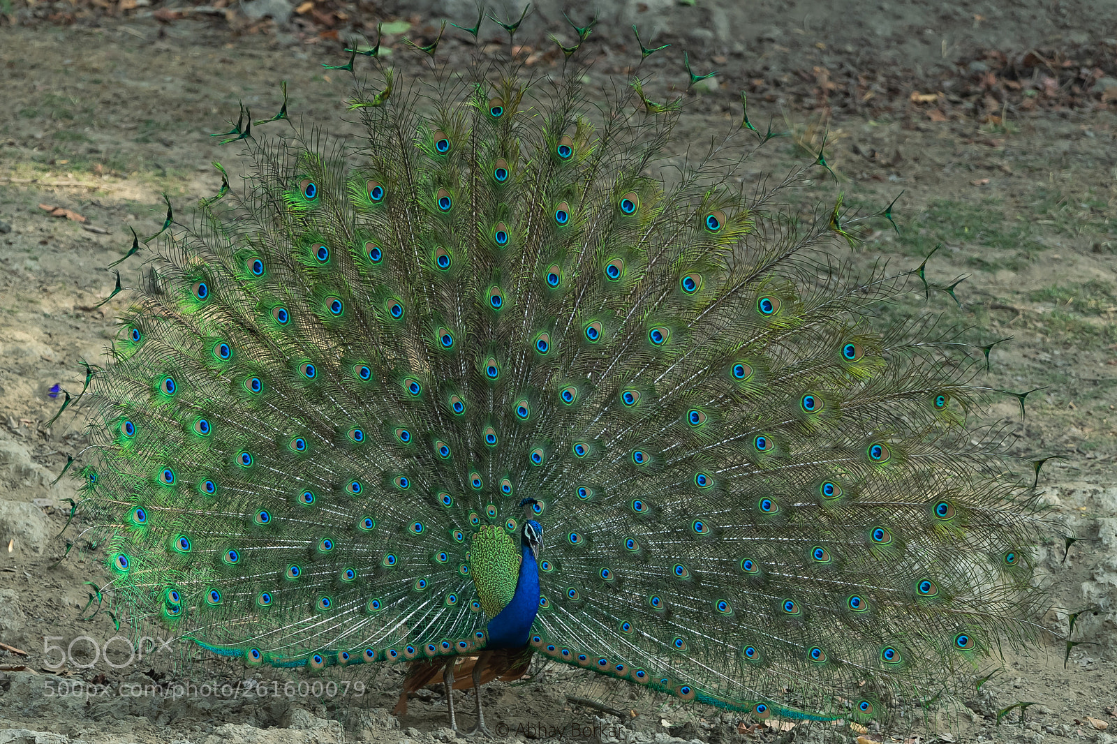 Nikon D5 sample photo. Indian peafowl photography