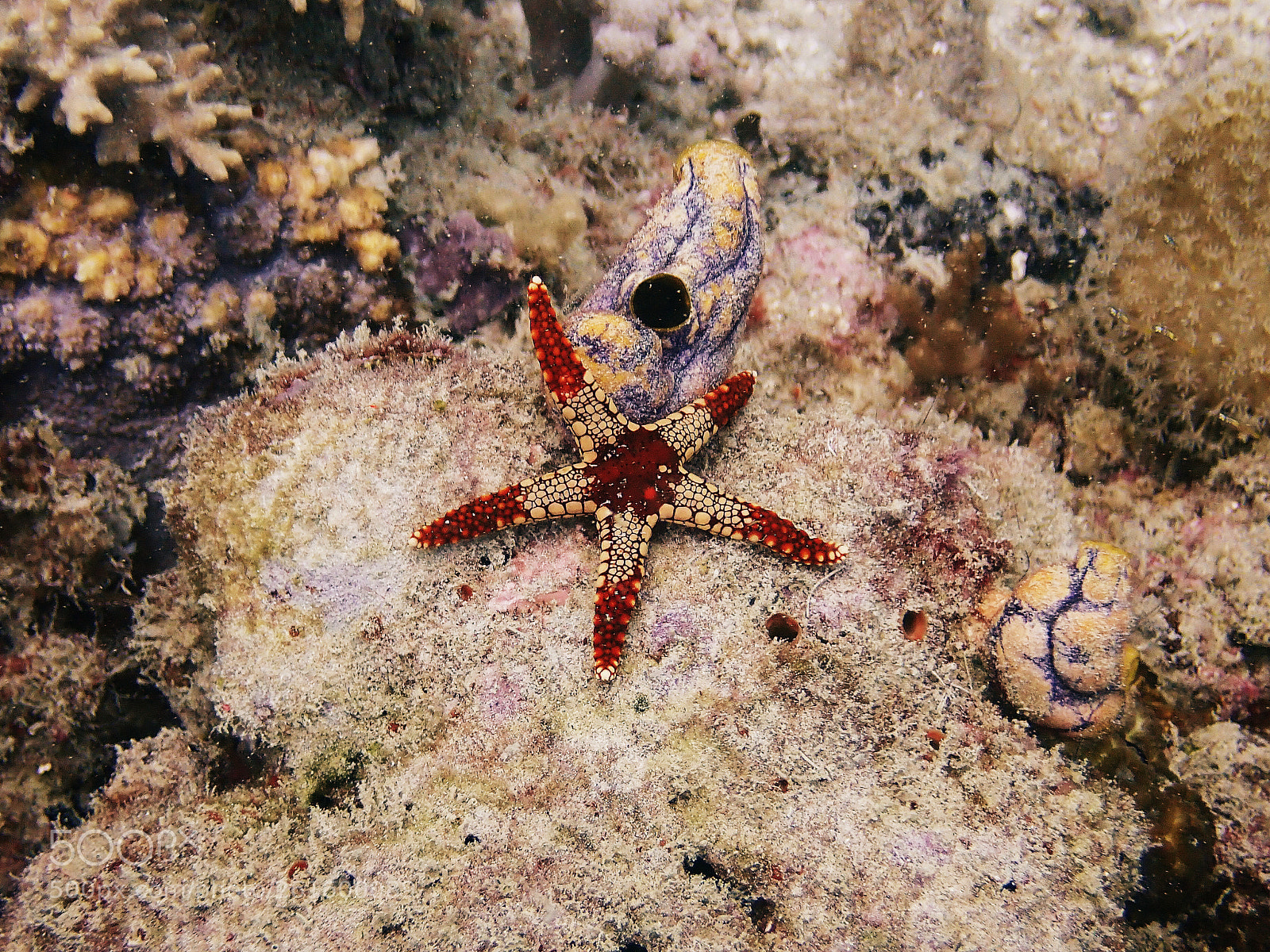 Olympus TG-5 sample photo. Necklace sea star photography